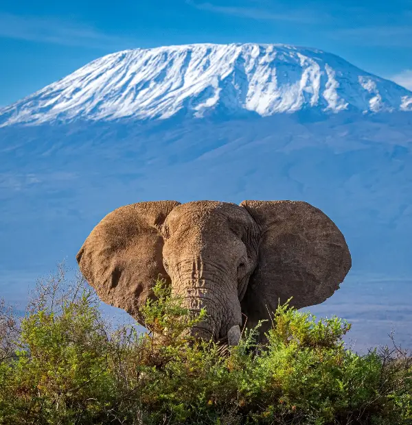 Kilimanjaro National Park