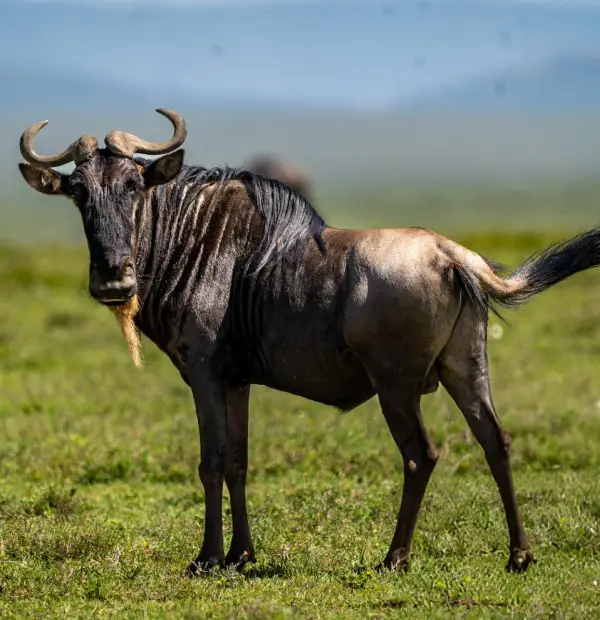 Serengeti National Park