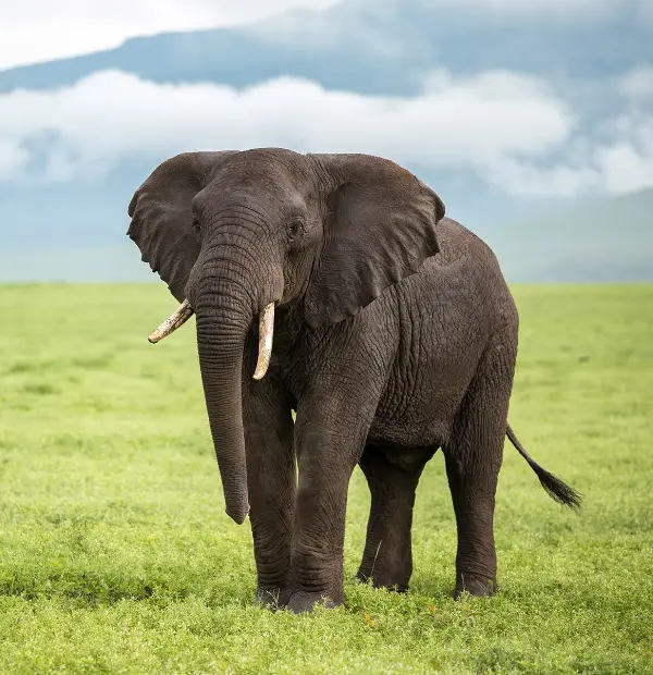 Tarangire National Park