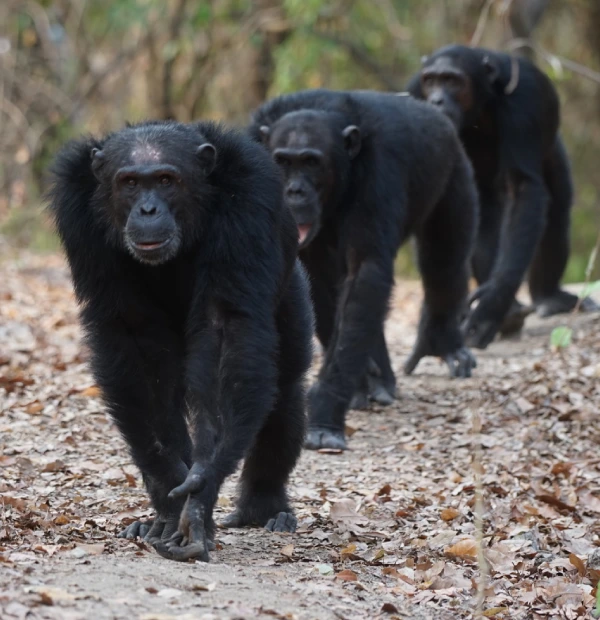 chimpanzee tracking
