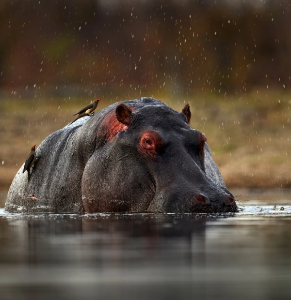 katavi national park 2