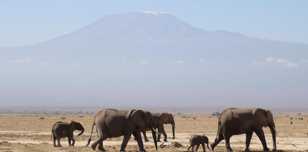 Wild African elephant grazing in green savannah on a Tanzania safari tour