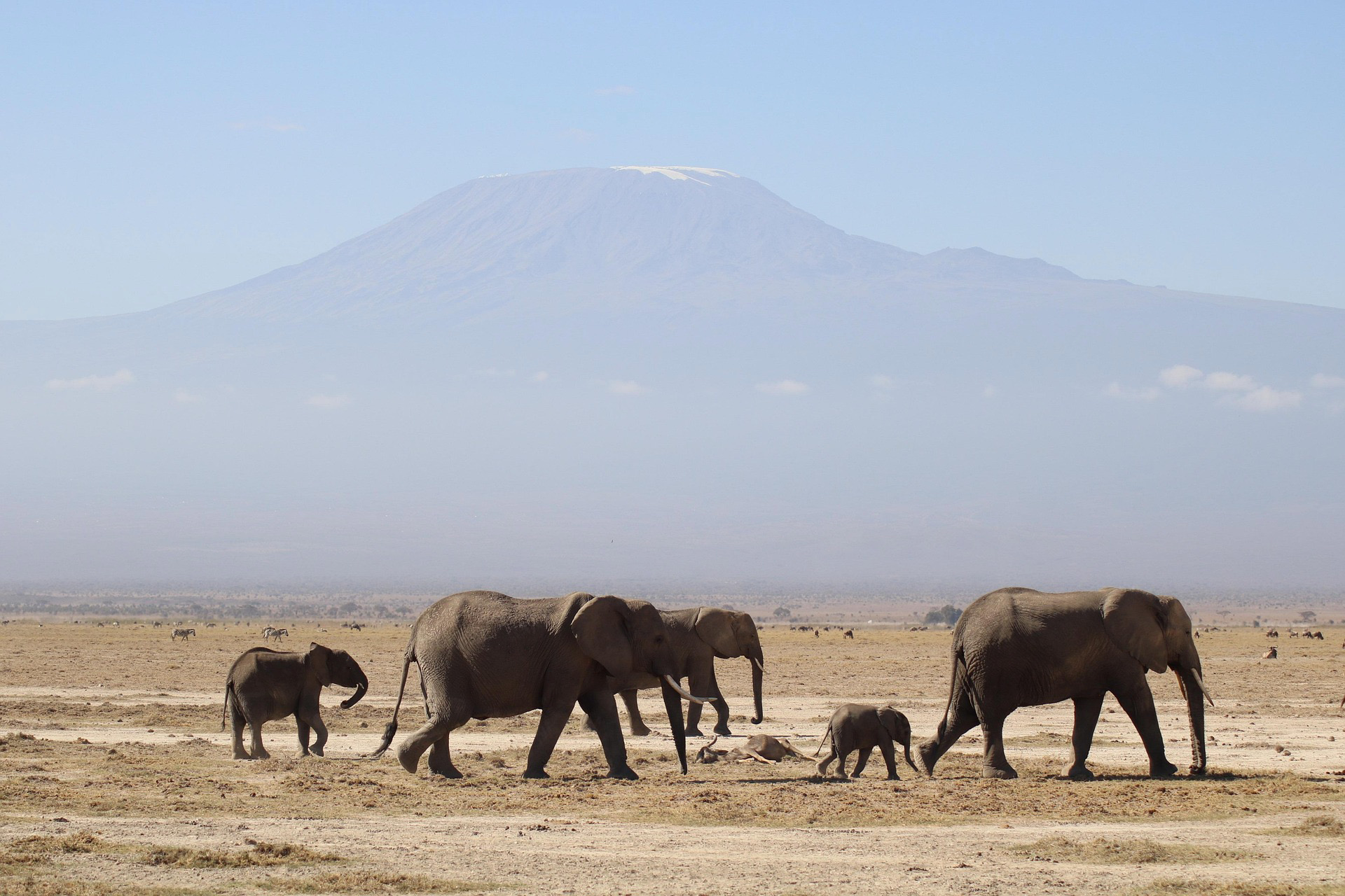Wild African elephant grazing in green savannah on a Tanzania safari tour