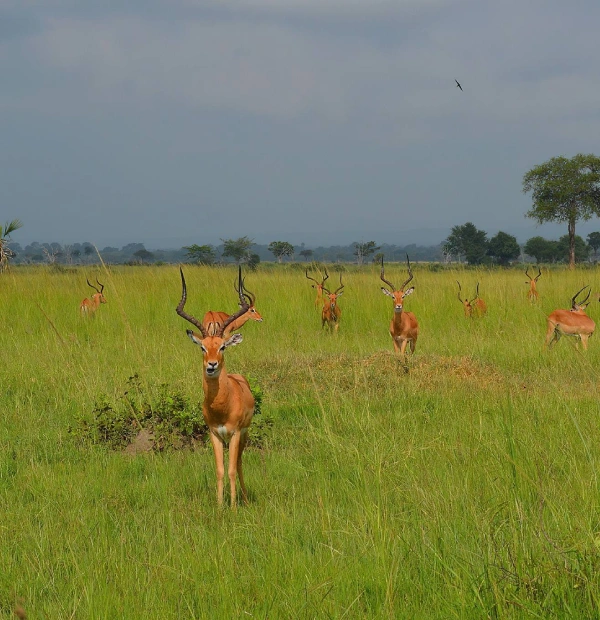 mikumi national park 1 1