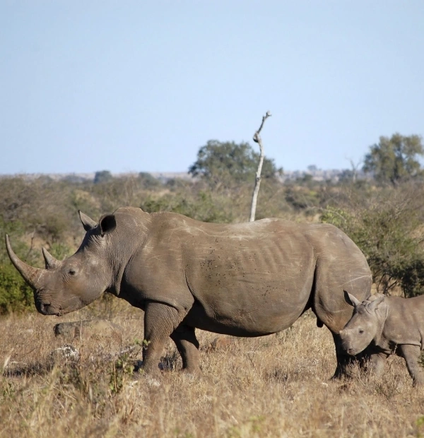 mkomazi national park