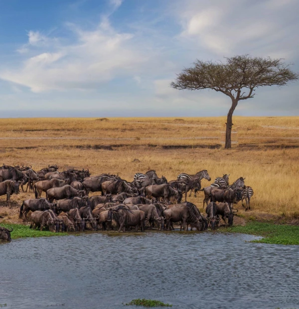 multi country safari