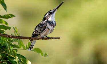 Vibrant African bird with pink and turquoise feathers on a branch