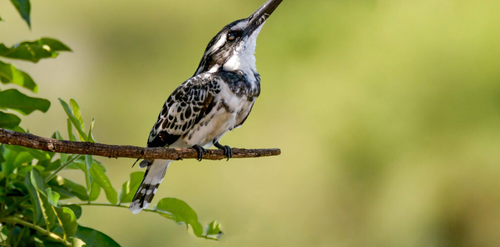 Vibrant African bird with pink and turquoise feathers on a branch
