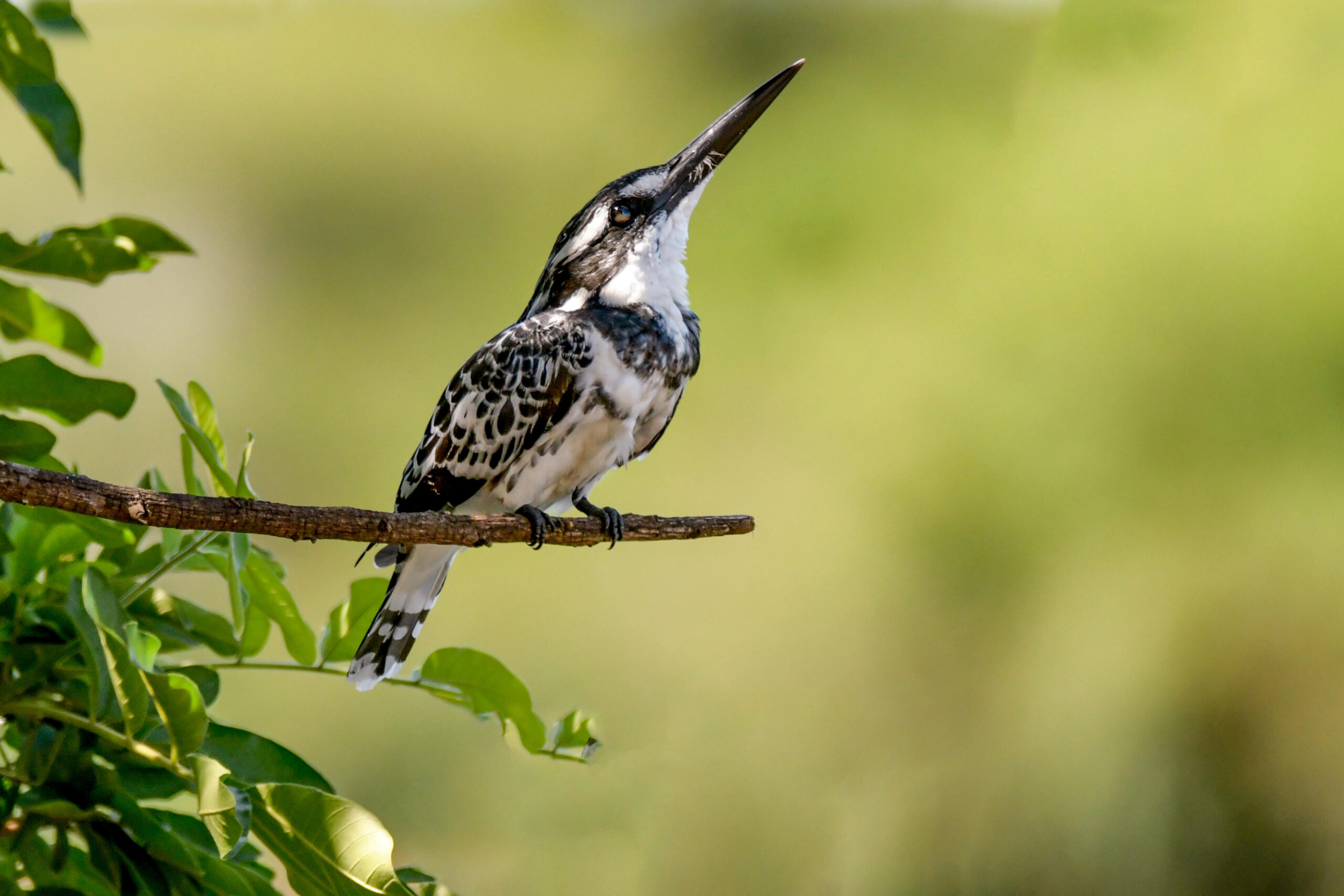 Vibrant African bird with pink and turquoise feathers on a branch