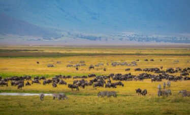 5 Day Western Serengeti Luxury Safari