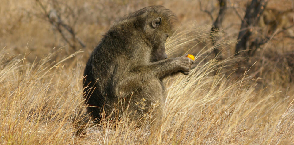 7 Days Bush to Beach