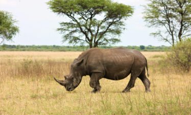 African rhinoceros walking in open savannah grassland