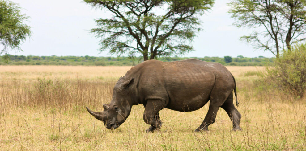 African rhinoceros walking in open savannah grassland