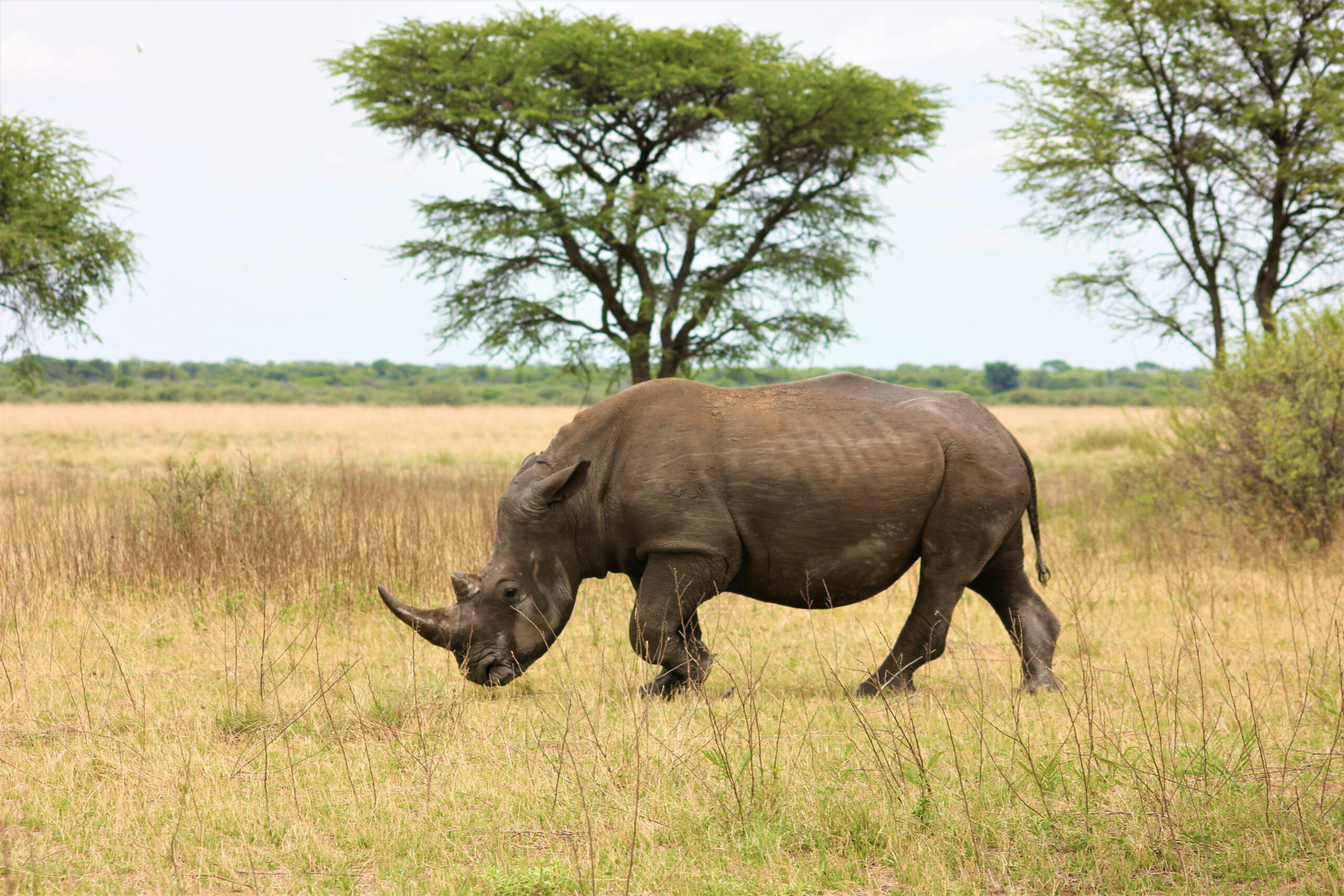 African rhinoceros walking in open savannah grassland