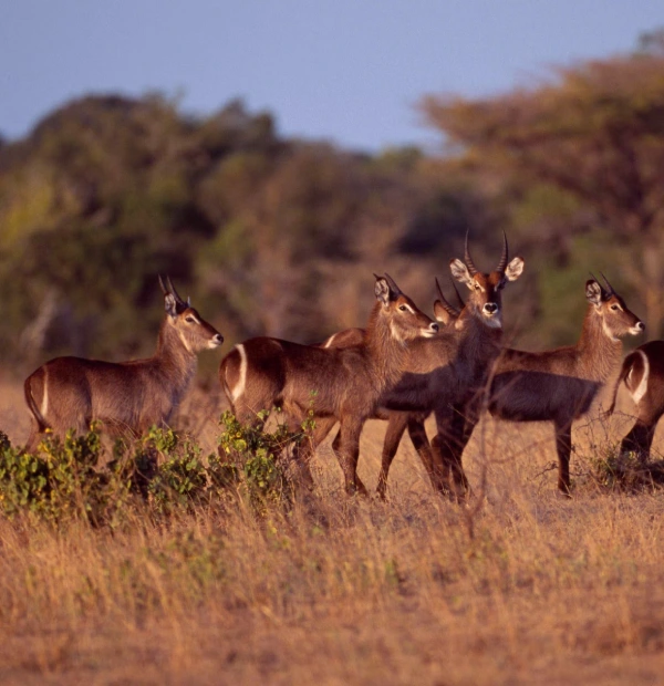 saadani national park 1