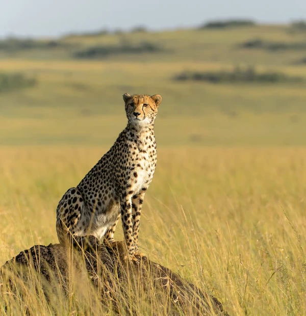 tanzania safari cost 1 1