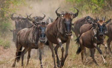6 Day Luxury Safari Northern Serengeti Kogatende Exclusive