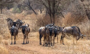 4 Day Refined FlyIn Safari Experience Whispers of the Wild