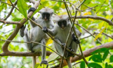 3 Days and 2 Nights Tour in Zanzibar