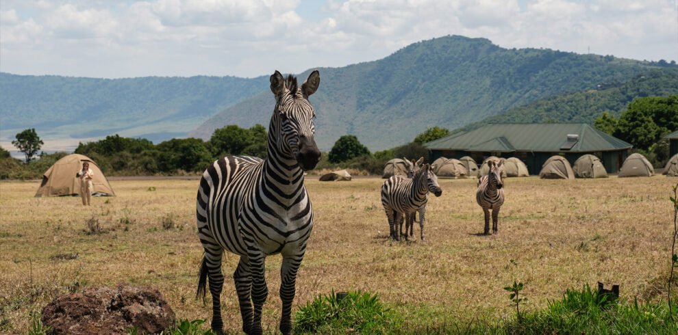 Zebras grazing by safari tents in Tanzania