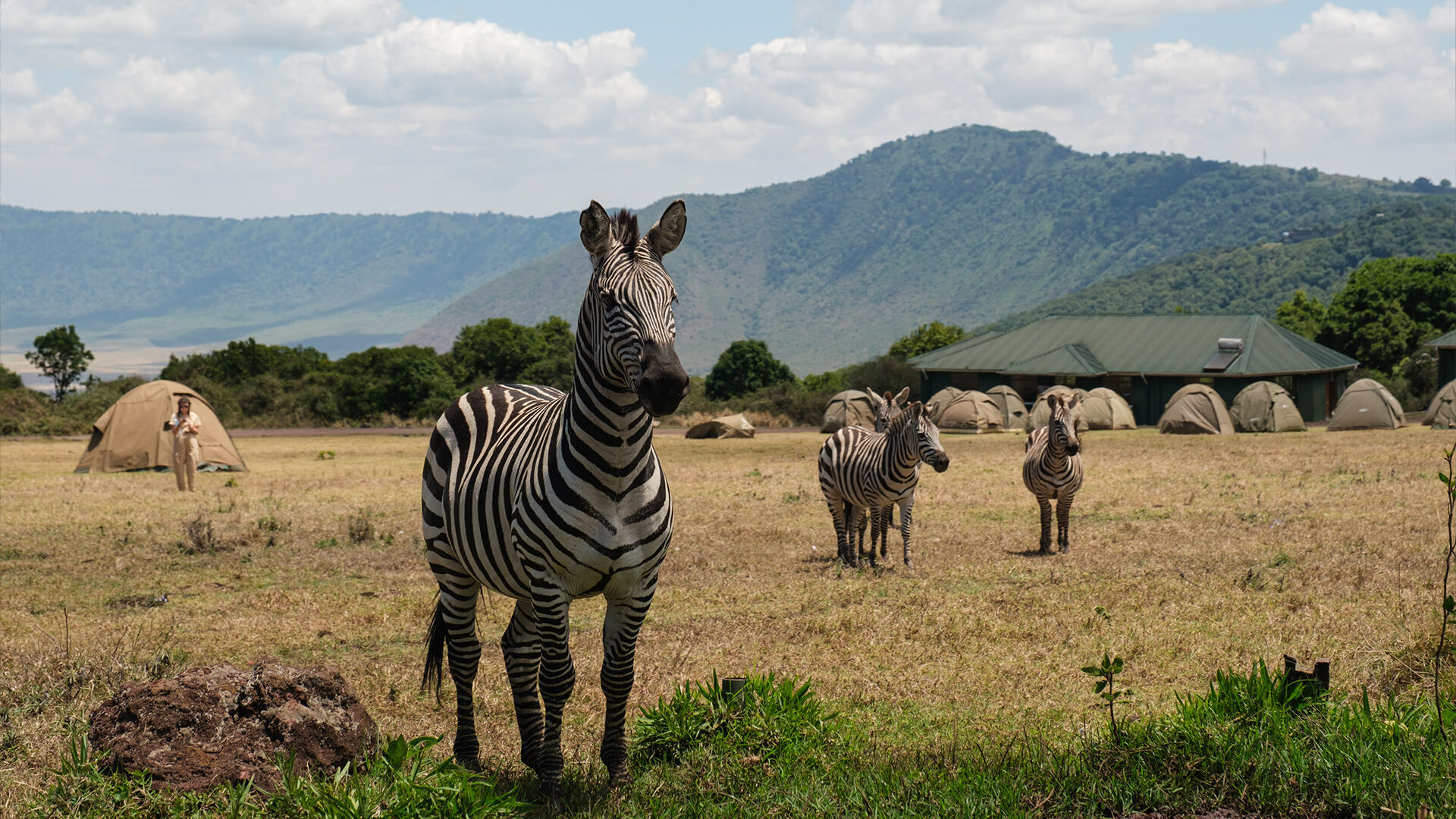 Zebras grazing by safari tents in Tanzania