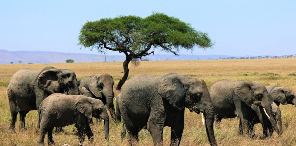 Tanzania-Wildlife-Safari