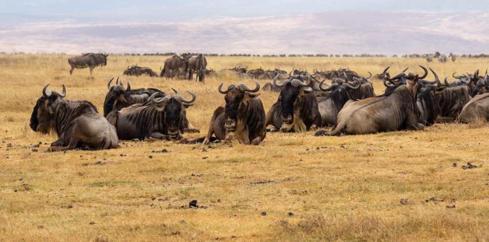 African wildebeest gathered in grasslands during Tanzania safari tour