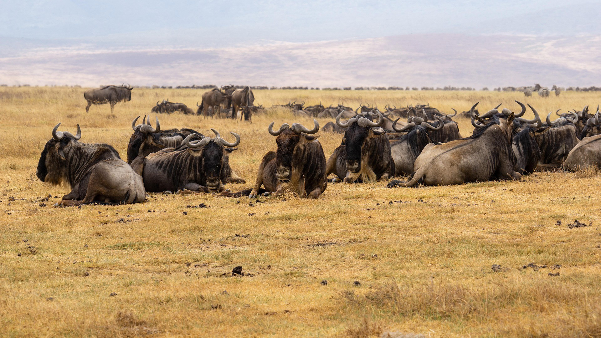 African wildebeest gathered in grasslands during Tanzania safari tour