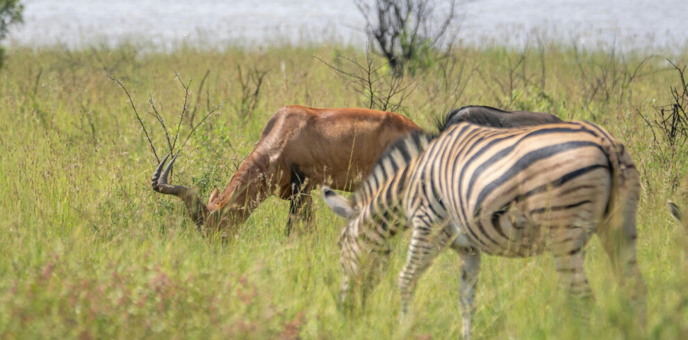 Safari wildlife grazing in Tanzania grassland