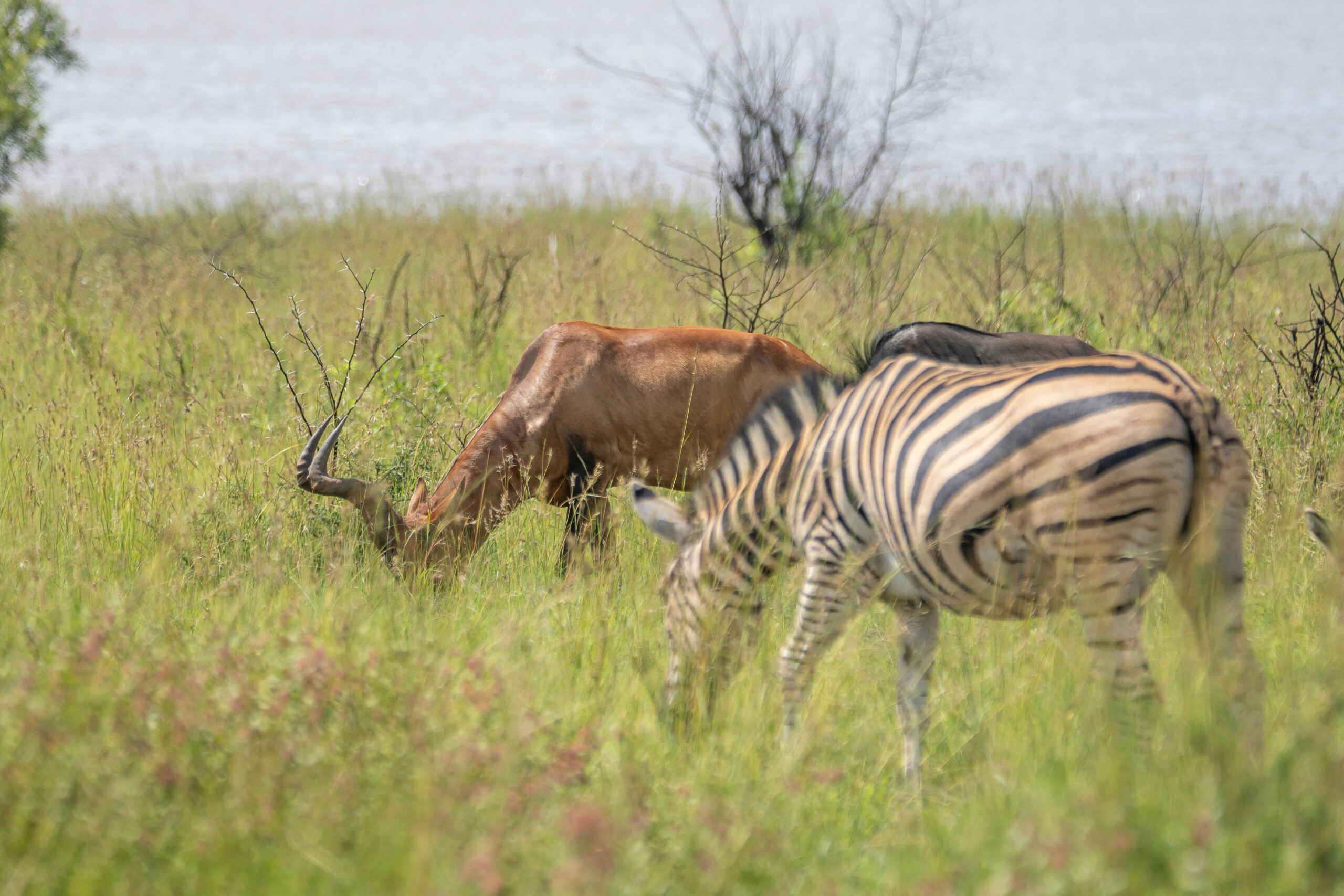 Safari wildlife grazing in Tanzania grassland