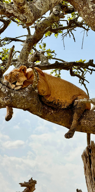 tree climb lakemanayara 2