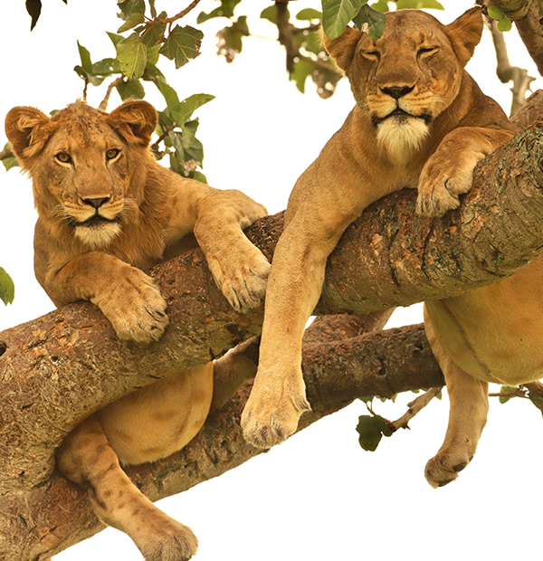 tree climb lakemanayara