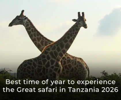 Best time of year to experience the Great Safari in Tanzania 2026