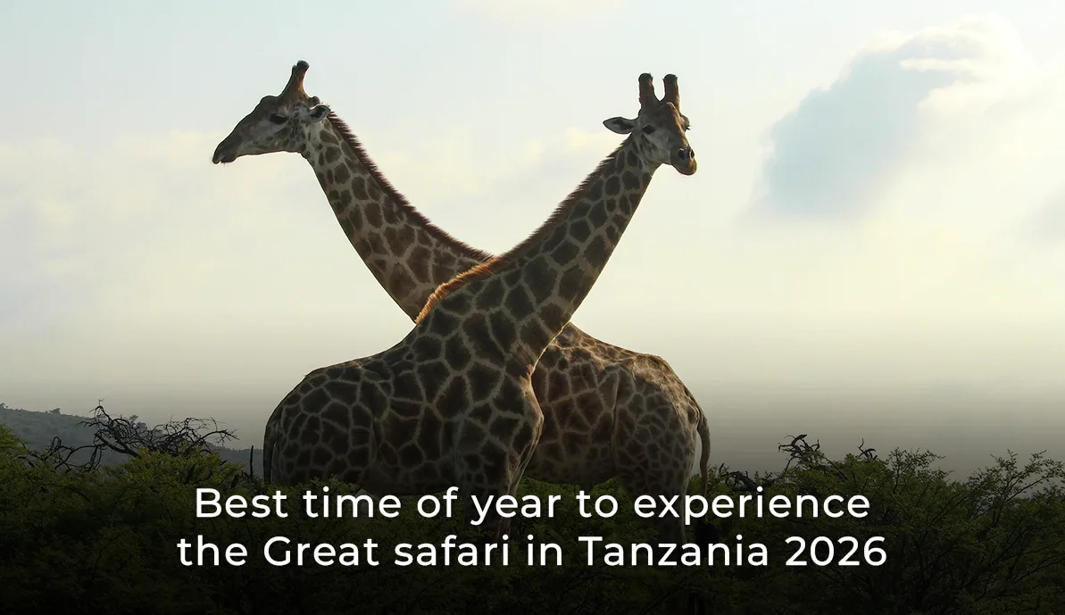 Best time of year to experience the Great Safari in Tanzania 2026