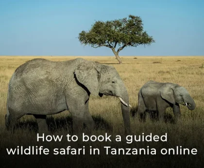 How to book a guided wildlife safari in Tanzania online?