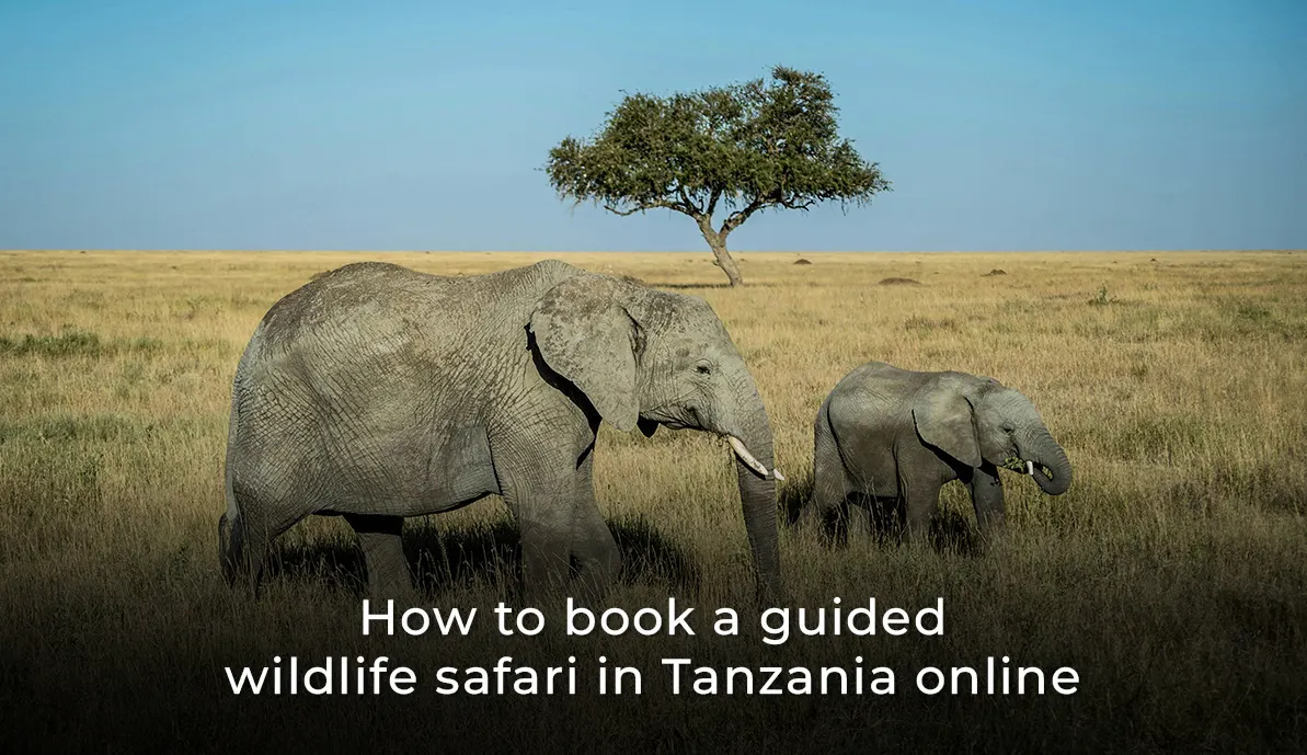 How to book a guided wildlife safari in Tanzania online?