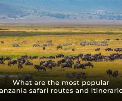What are the Most Popular Tanzania Safari Routes and Itineraries?