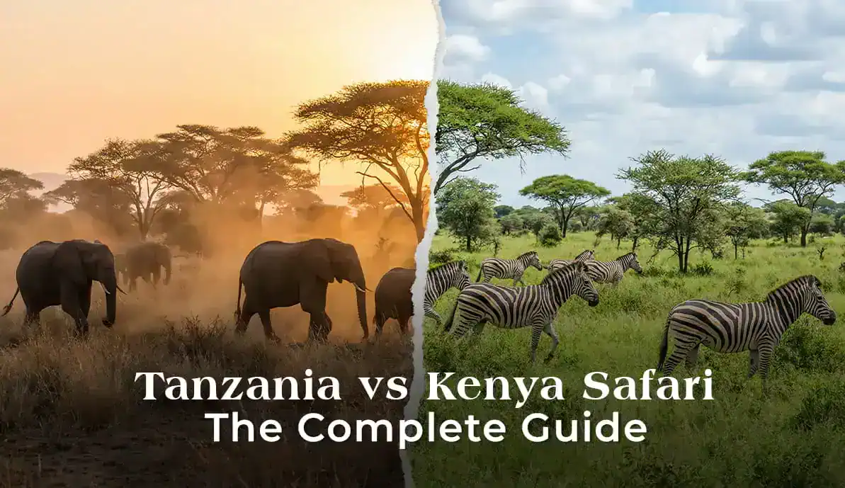 tanzania vs kenya safari