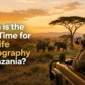 When Is the Best Time for Wildlife Photography in Tanzania 85x85