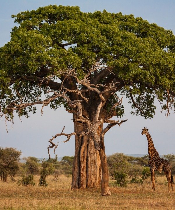 Tarangire National Park