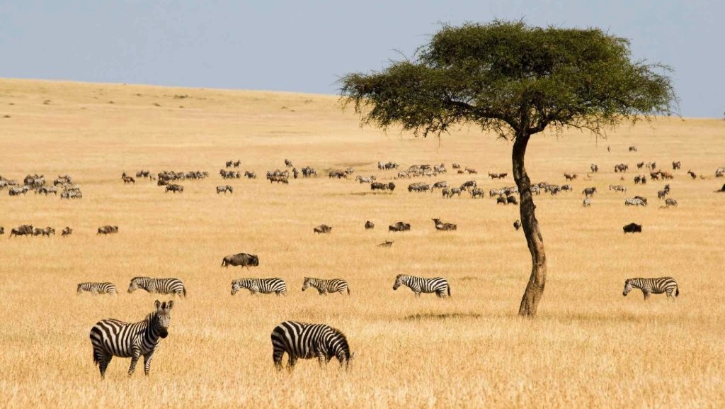 Great Migration in the Serengeti