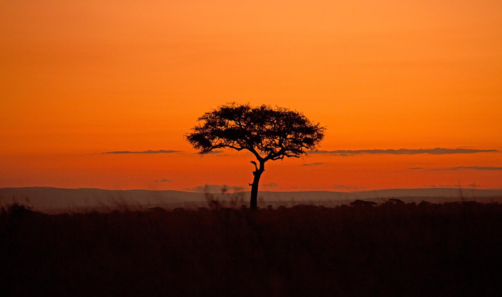 Serengeti landscape during the green season