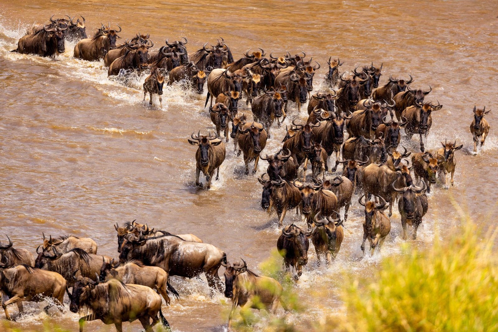 Great Migration in the Serengeti