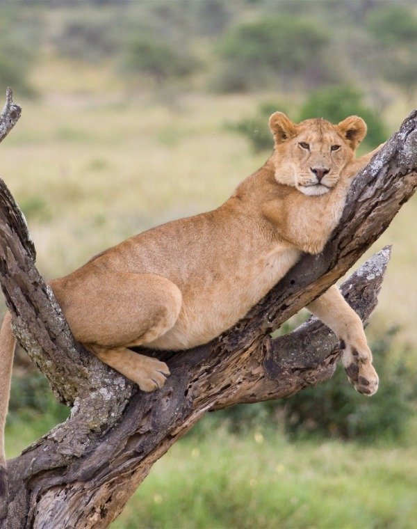 Treetop Lions
