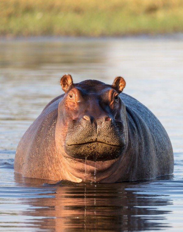 Hippo Pool Excursion