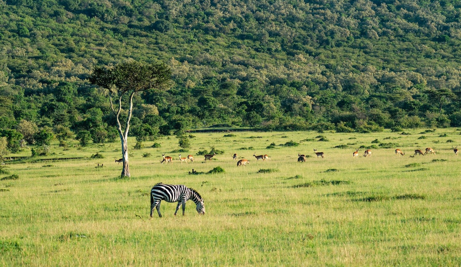 Serengeti landscape during the green season