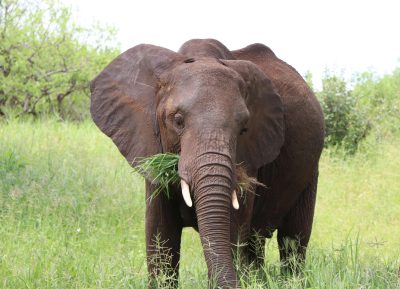 Tanzania safari featuring African elephant in lush green environment